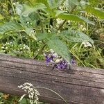 Solanum dulcamara Кветка