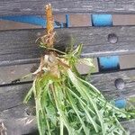 Taraxacum braun-blanquetii Leaf