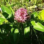 Trifolium medium Virág