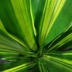 Dracaena fragrans Leaf