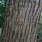 Ulmus glabra Bark