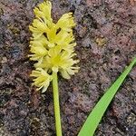 Tofieldia calyculata Fiore