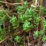 Sedum album Ліст