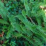 Polypodium vulgare Агульны выгляд