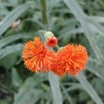 Emilia coccinea Flower