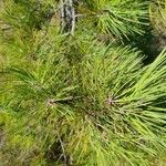 Pinus rigida Deilen