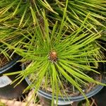 Pinus heldreichii Folha