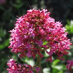 Valeriana rubra Flower