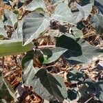 Datura wrightii Leaf