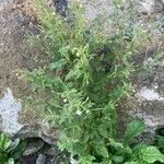 Epilobium roseum Habit