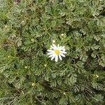 Argyranthemum hierrense Blad