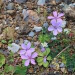 Geranium asphodeloides 形態