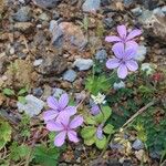 Geranium asphodeloides عادت داشتن