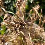 Carex grayi Frukto