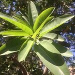 Ficus salicifolia Hoja