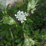 Anthriscus sylvestris Fleur