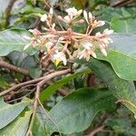 Ardisia compressa Habit