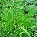 Carex tenera Hábito