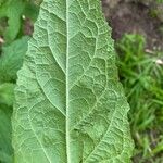 Lepechinia calycina Leaf