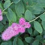 Spiraea douglasii फूल