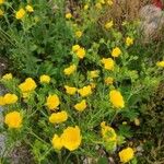 Potentilla aurea Облик