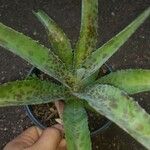 Agave maculata Leaf