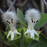 Acanthoprasium frutescens Flor