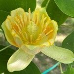 Liriodendron tulipiferaFloare