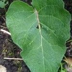 Arctium nemorosum Hoja