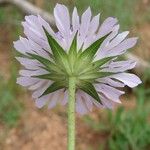 Knautia integrifolia Mosusu