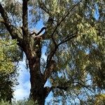 Eucalyptus sideroxylon Habitus