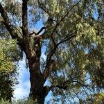 Eucalyptus sideroxylon Habit