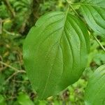 Cornus masBlatt