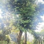 Quercus lamellosa Habit