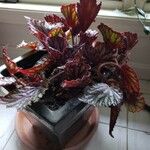 Begonia rex Habitus