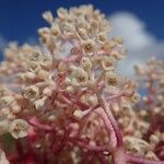 Tapeinosperma scrobiculatum Blüte