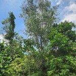 Acacia auriculiformis Fuelha