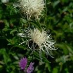 Centaurea phrygia Blomst
