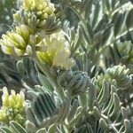 Anthyllis barba-jovis Floare
