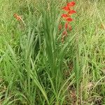Gladiolus dalenii Habitus