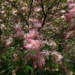 Calliandra brevipes Flor