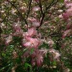 Calliandra brevipes Λουλούδι