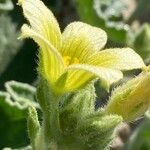 Ecballium elaterium Flower