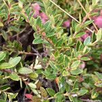 Gaultheria myrsinoides List