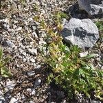 Hesperis laciniata Blomst