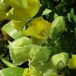 Antirrhinum latifolium Flor