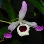 Dendrobium nobile 花