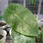 Anthurium nymphaeifoliumBlad