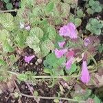 Clinopodium grandiflorum Blatt