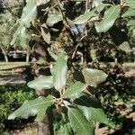 Quercus ilex পাতা